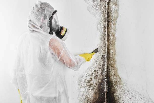Best Mold Testing and Inspection Services in Ashland, PA